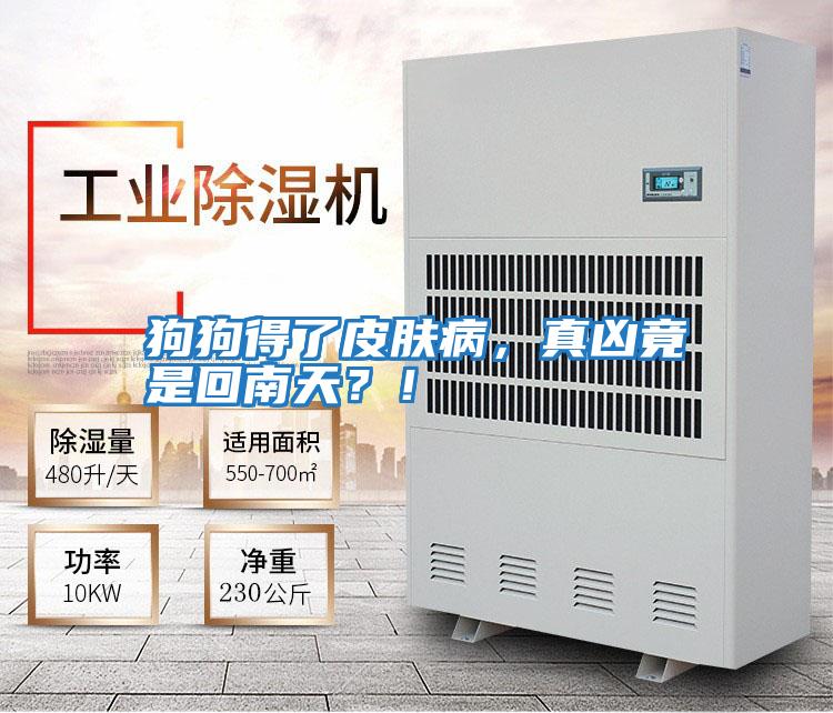 狗狗得了皮膚病，真兇竟是回南天？！
