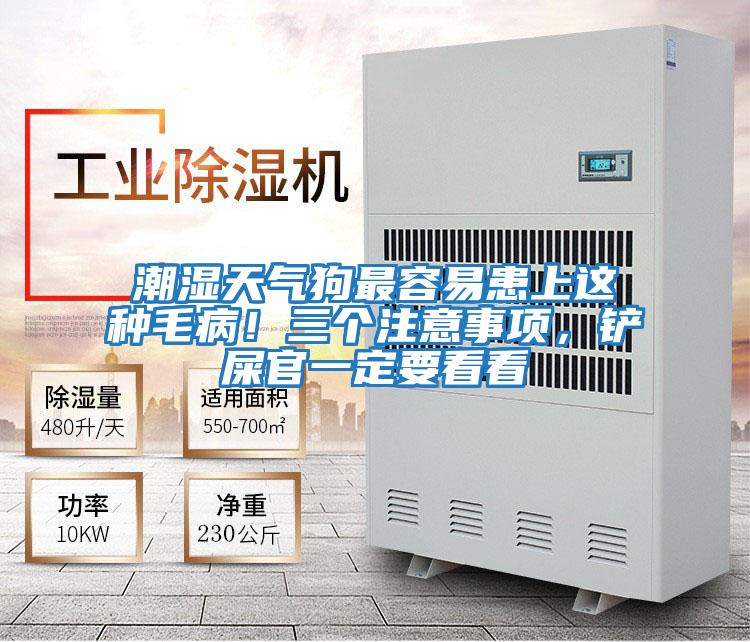 潮濕天氣狗最容易患上這種毛?。∪齻€注意事項，鏟屎官一定要看看